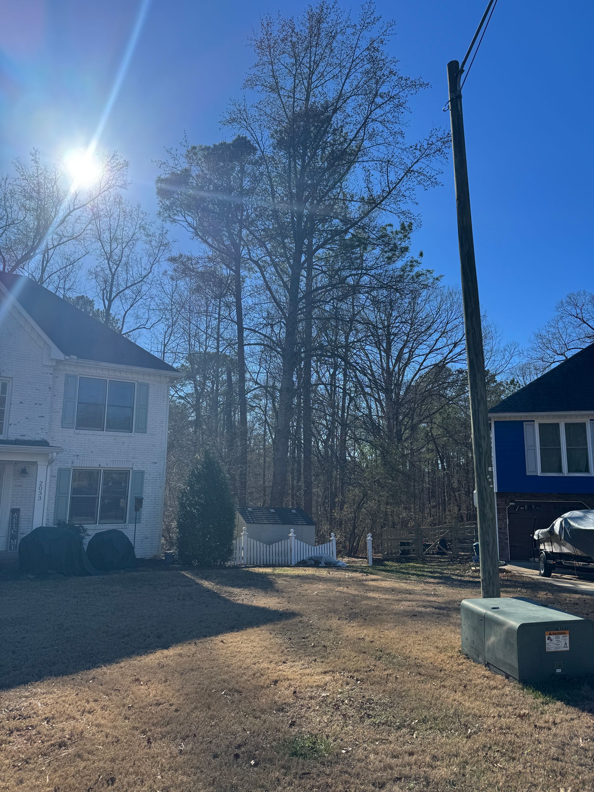 Sunlit yard with two houses, tall pine trees, and a utility pole under a clear blue sky.