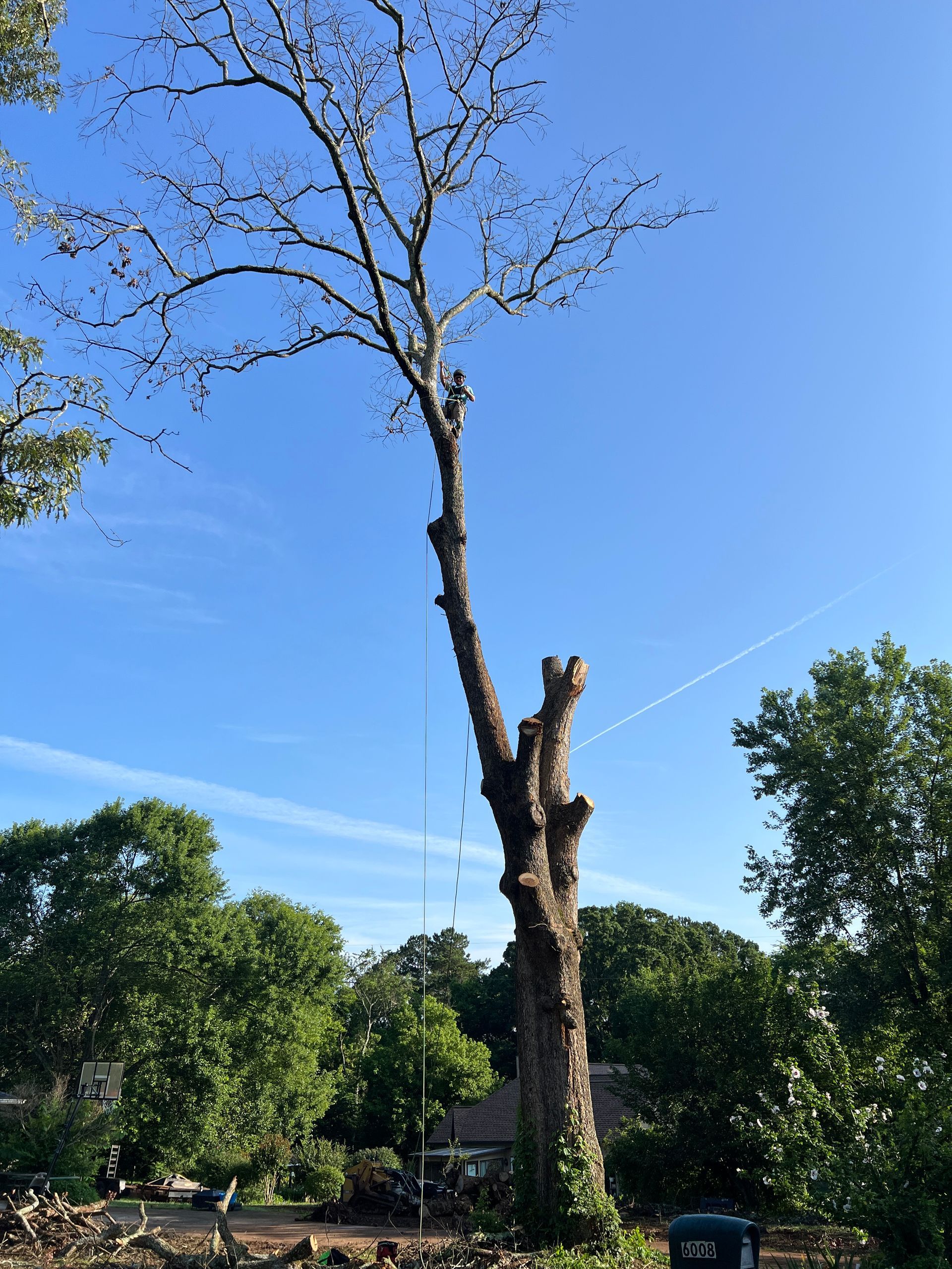 A worker in a harness trims the upper branches of a tall tree against a clear blue sky.