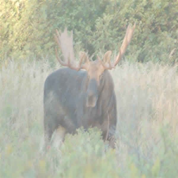 A large moose with large antlers stands in tall grass, looking toward the viewer.