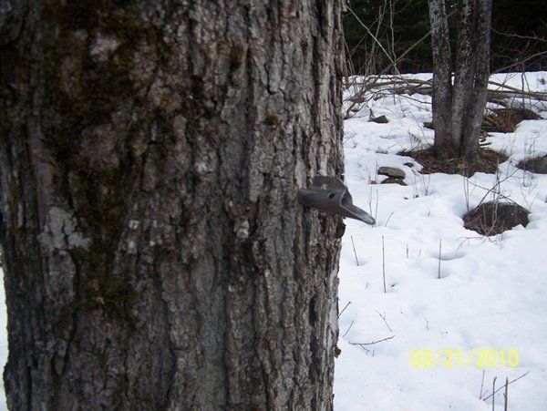 Tree with a metal tap in it, in a snowy forest.