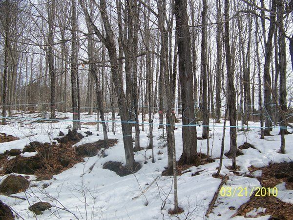 Bare trees in a snowy forest with blue tubing strung between them, dated March 21, 2010.