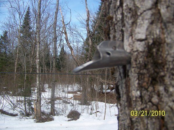 Metal tap inserted into a tree, likely for maple syrup collection, snowy background.