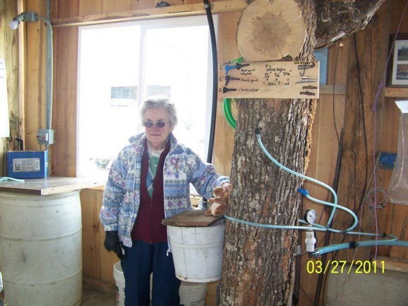 Woman standing near a tree with tubing, bucket, and sign indoors, possibly collecting sap.