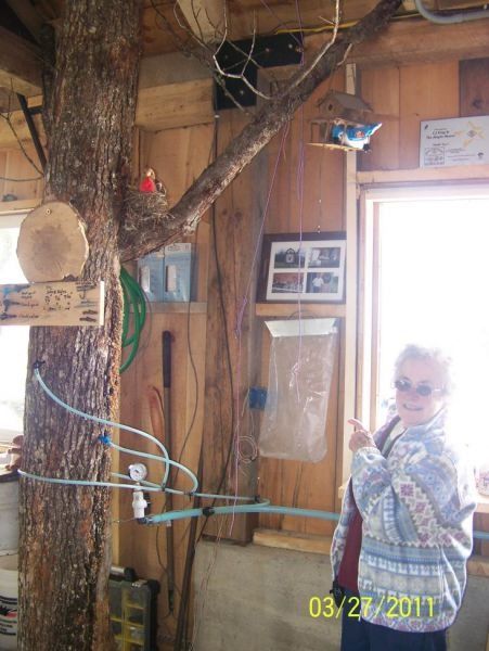 A person points to a window in a room with a tree trunk inside. Other items include a bird feeder, and artwork.