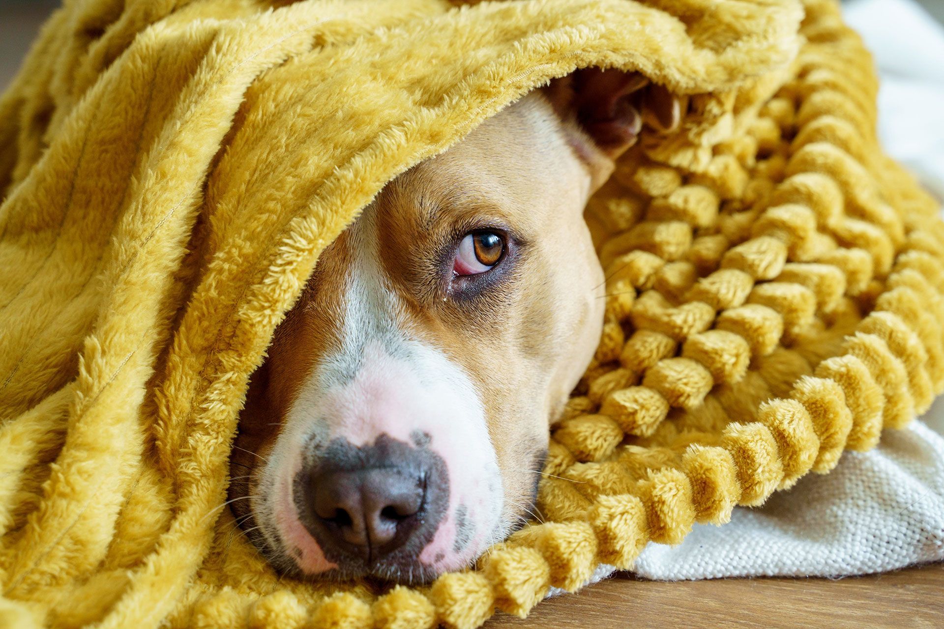 Leishmania nel cane