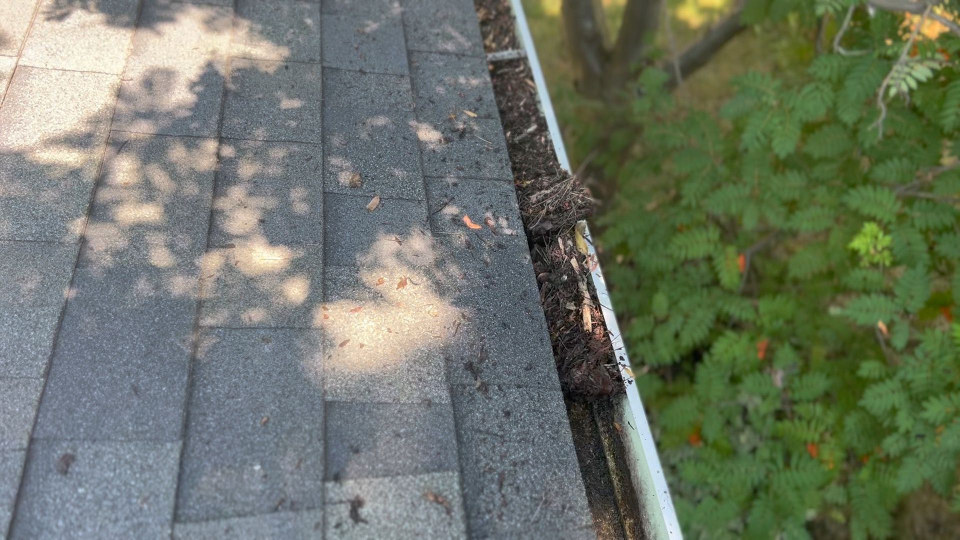 Gutter with leaves and debris beside gray roof shingles over green trees
