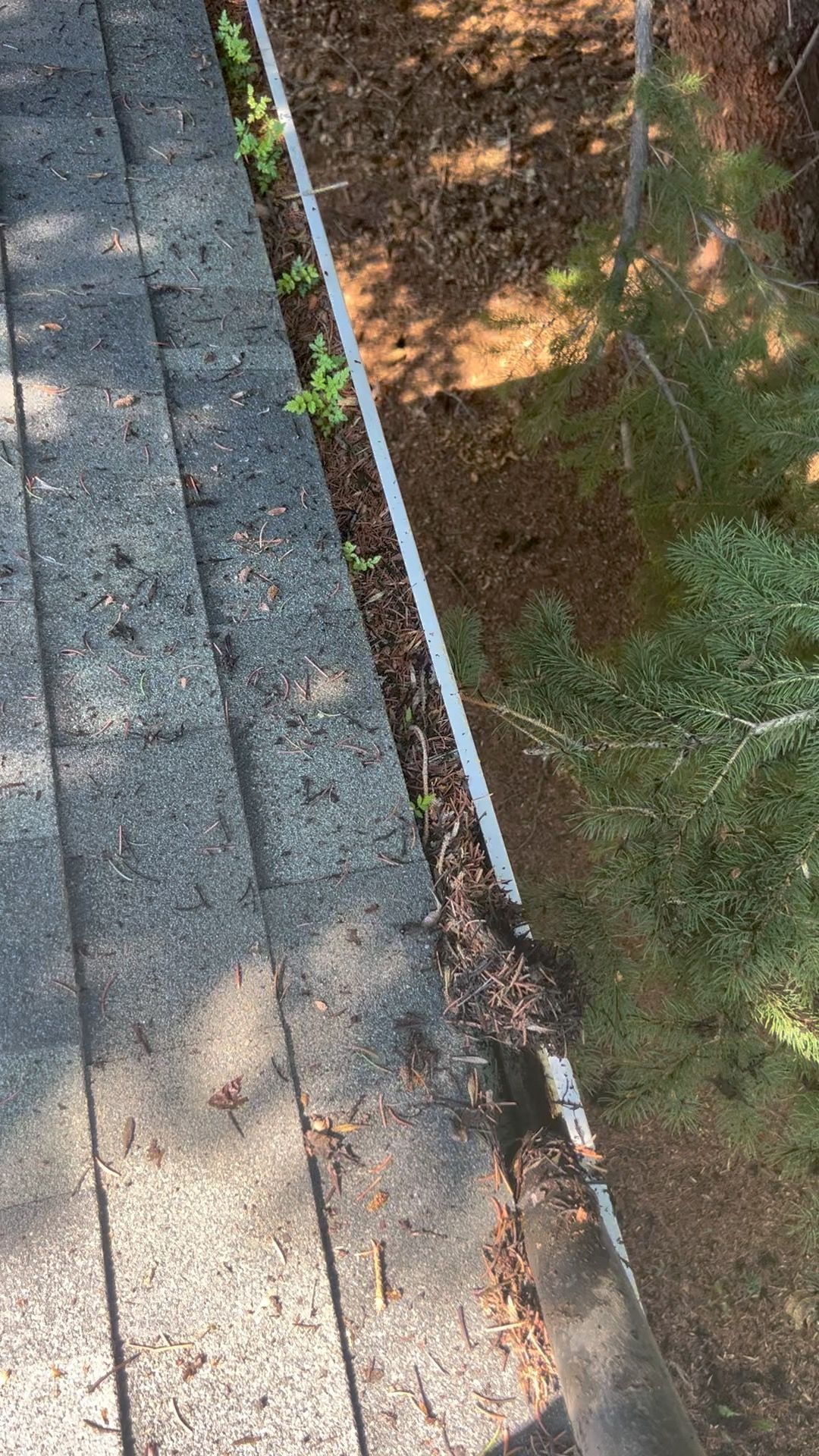 Stone walkway beside a mossy, leaf-covered embankment with a white railing along the edge