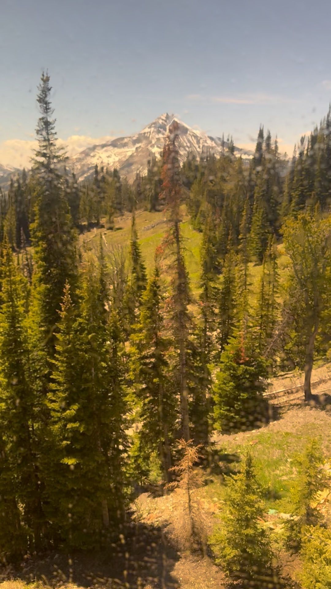 Snowy mountain above a green pine forest under a clear sky