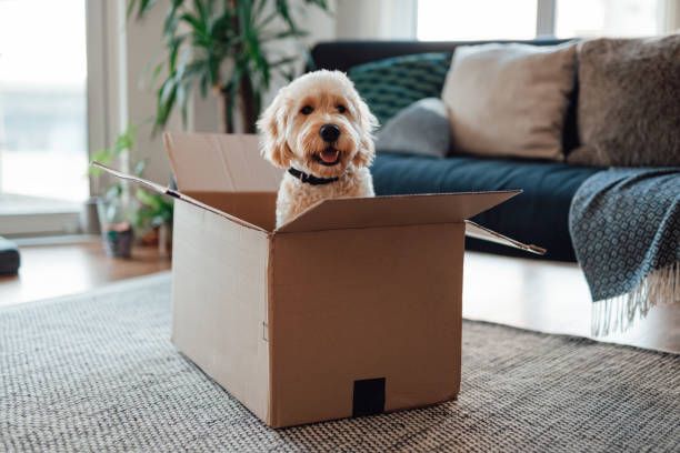 House Clean Out — Naples, FL — Affordable Pros Removal Services LLC