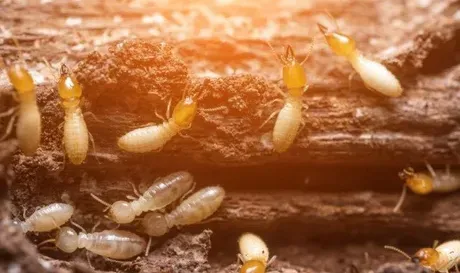 Group Of Termites Group Of Termites
