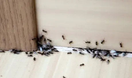 Many Ants In Door Many Ants In Door