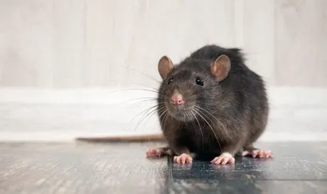 Big Rat Big Rat
