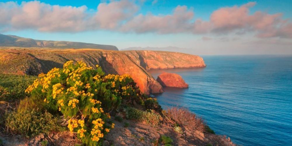 A cliff overlooking the ocean with yellow flowers in the foreground.
