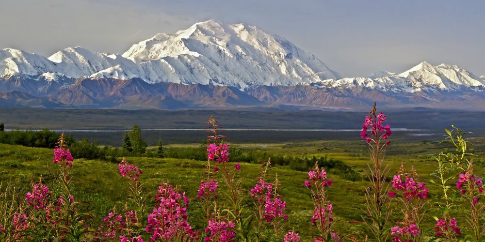 A field of pink flowers with Denaili mountain in the background.