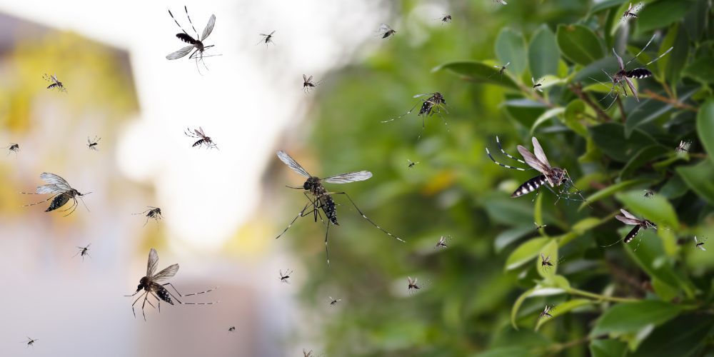 A bunch of mosquitoes are flying around a tree.