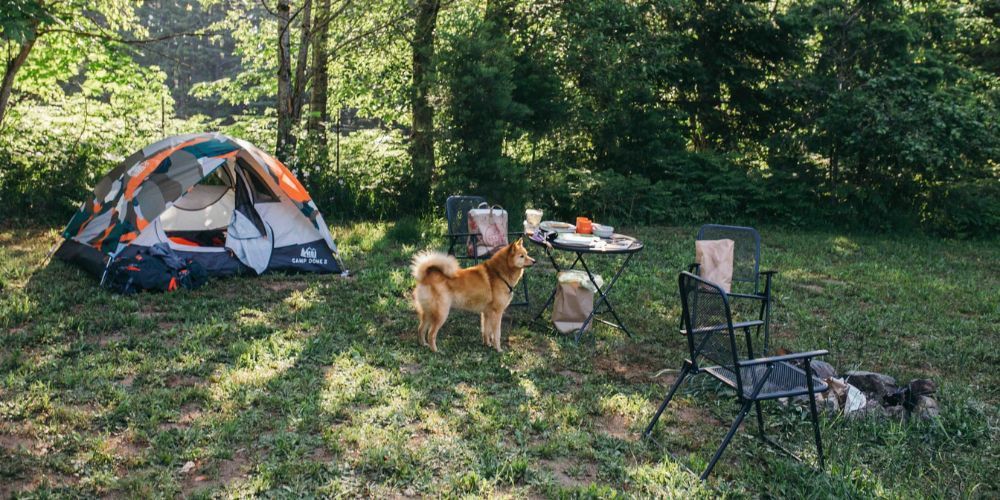 A dog is standing in front of a tent in a field.