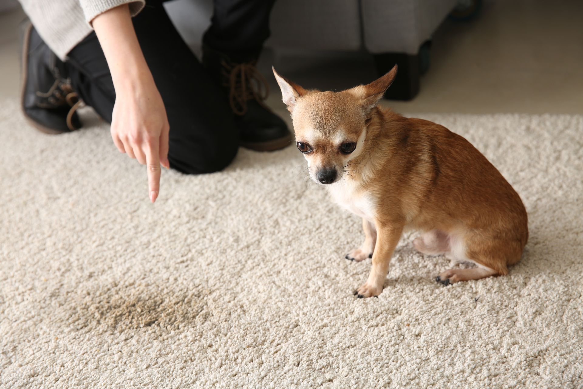professional pet stain carpet cleaning and pet odor removal Castle Rock, WA