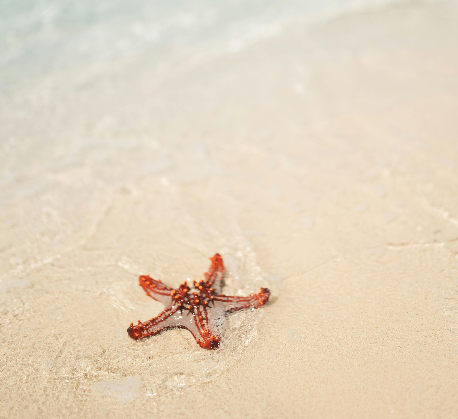 Red starfish on a sandy beach with clear turquoise water in the background.