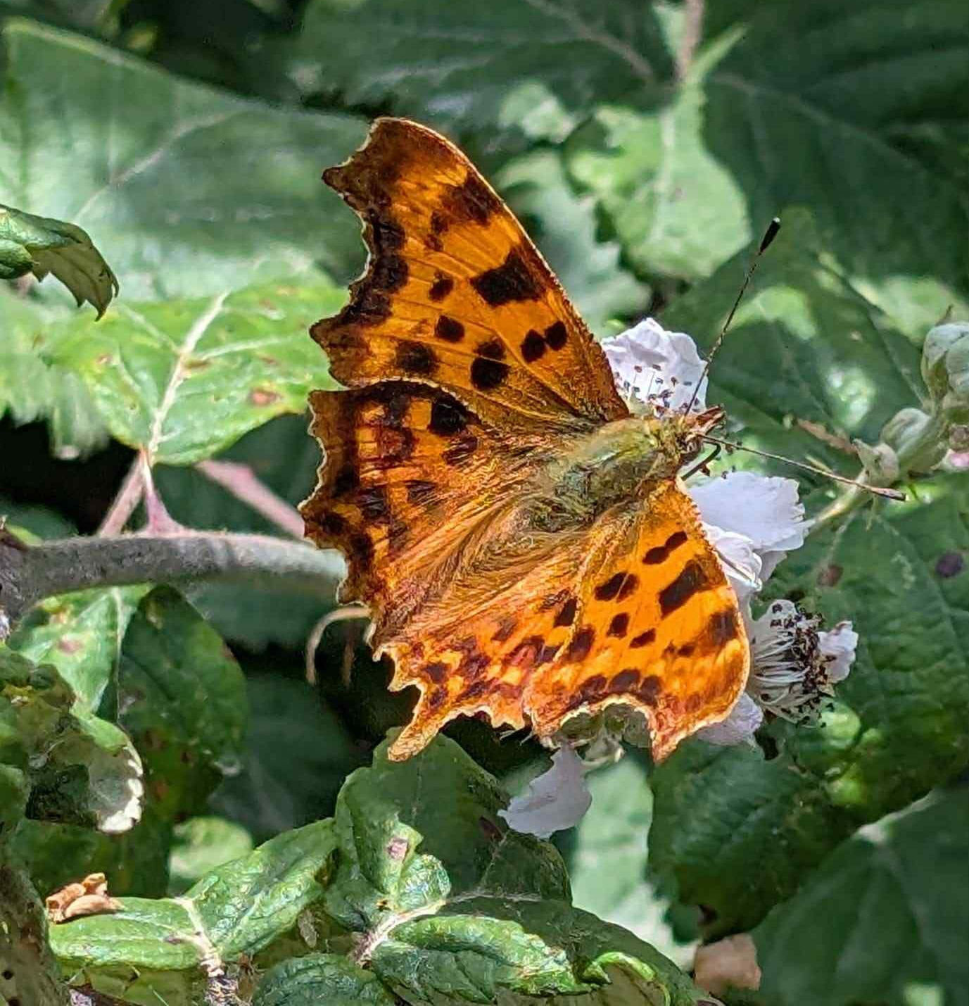 July newsletter