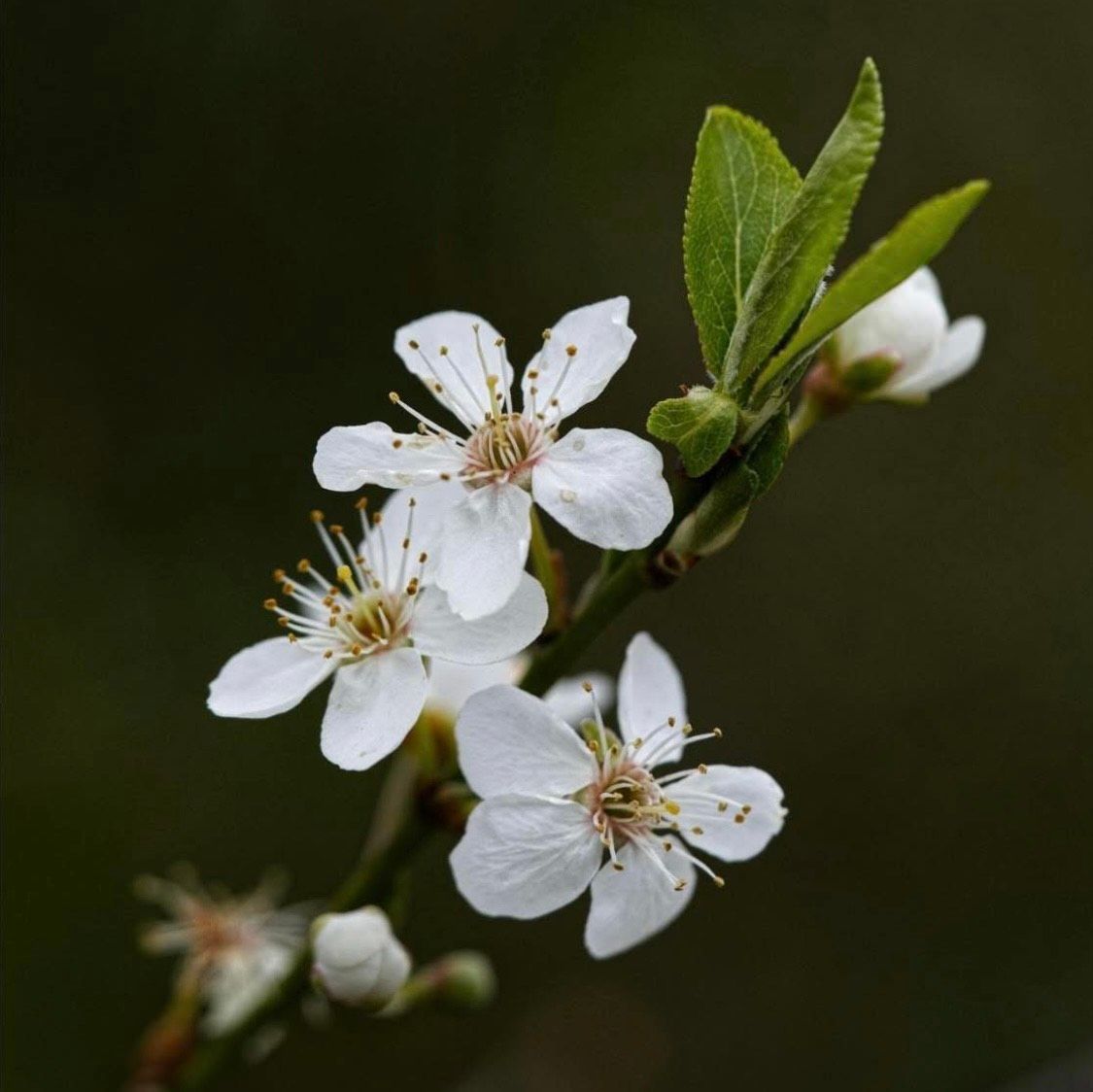 May newsletter Blossom at Mountainhall Community Greenspace