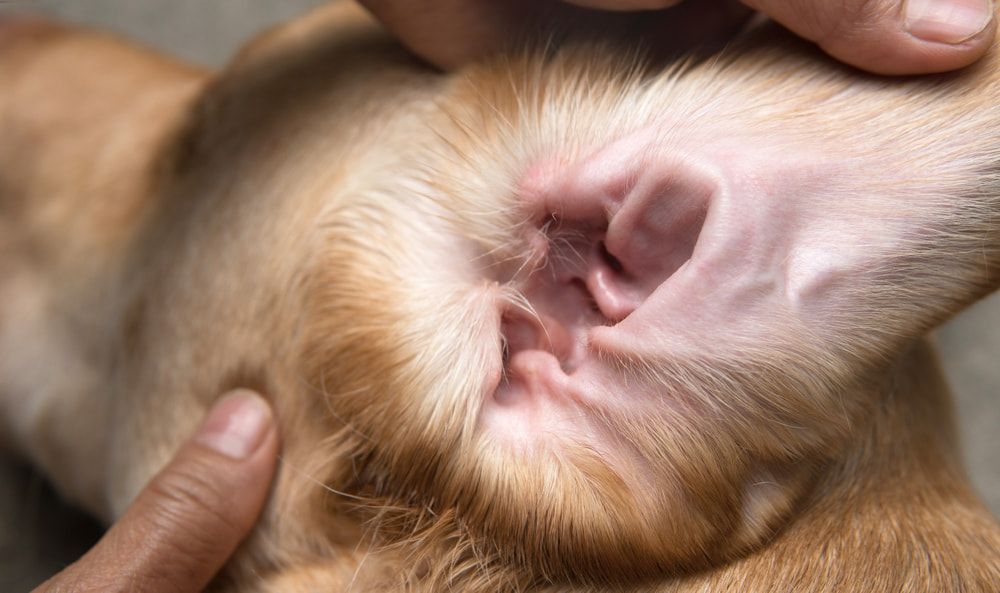 A Close Up Of A Dog 's Ear Being Examined — Naturopath Australia In Mermaid Beach, QLD