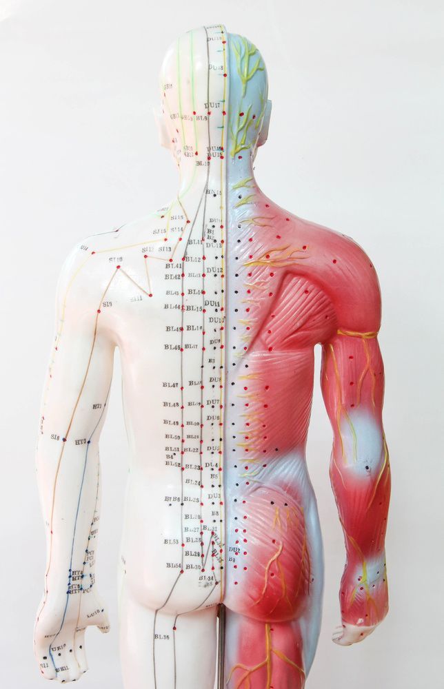 Oriental Medicine Model In Hospital — Naturopath Australia In Mermaid Beach, QLD