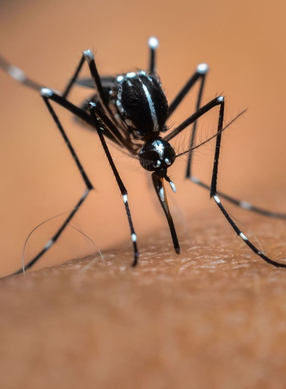 Disinfestazioni Zanzare Varese
