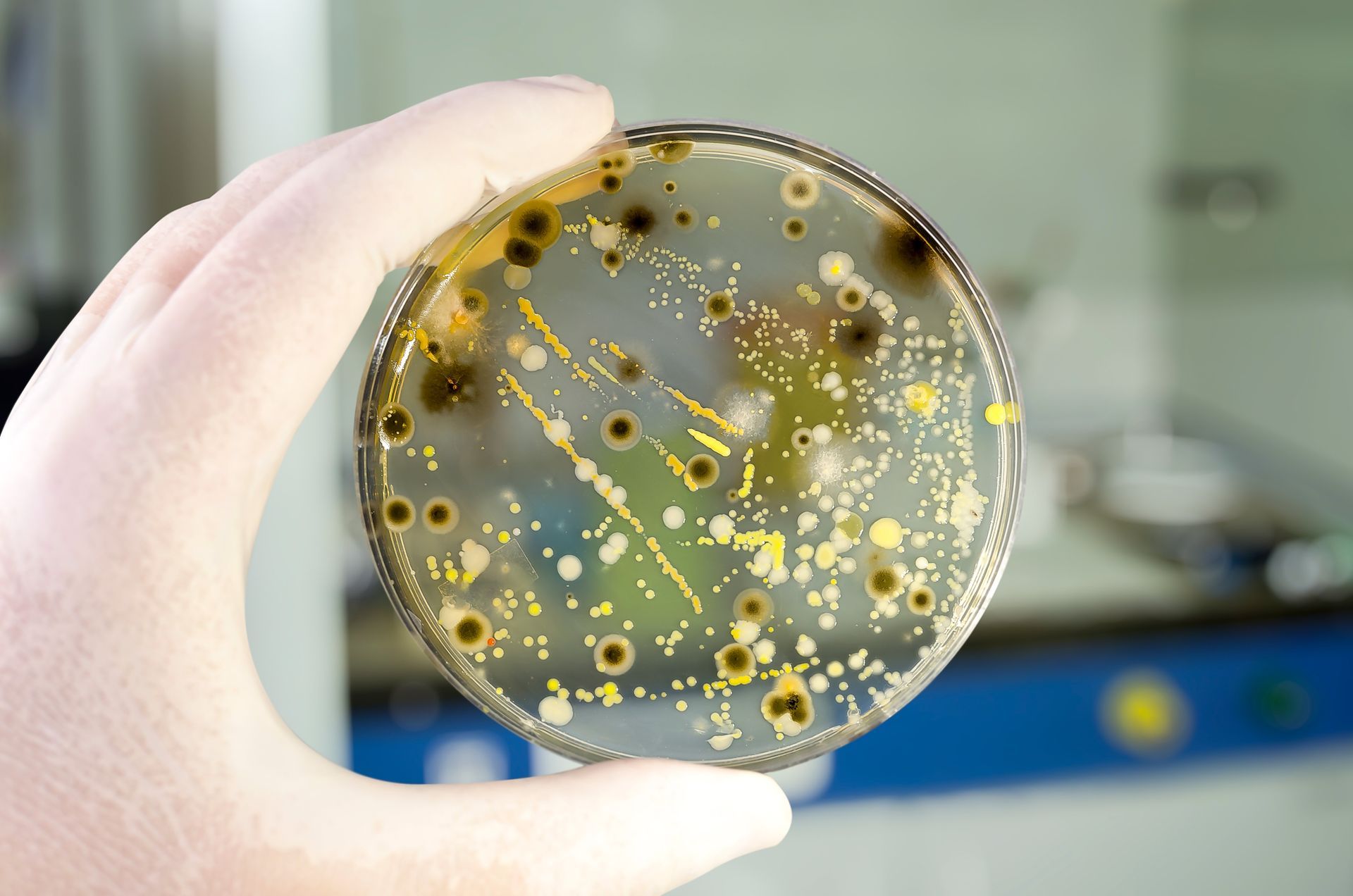Mold Testing Sample