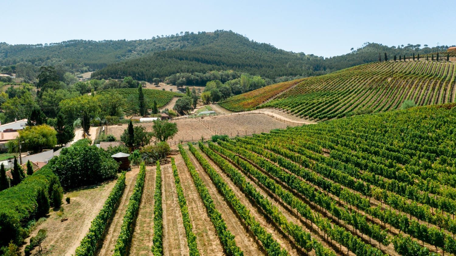 VIP Temecula wine tours limousine
