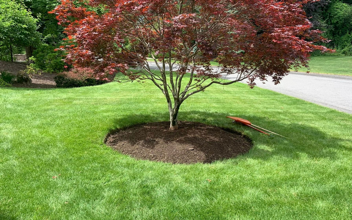 Red-leaf tree in a green lawn beside a sidewalk, with a garden hose lying on the grass.
