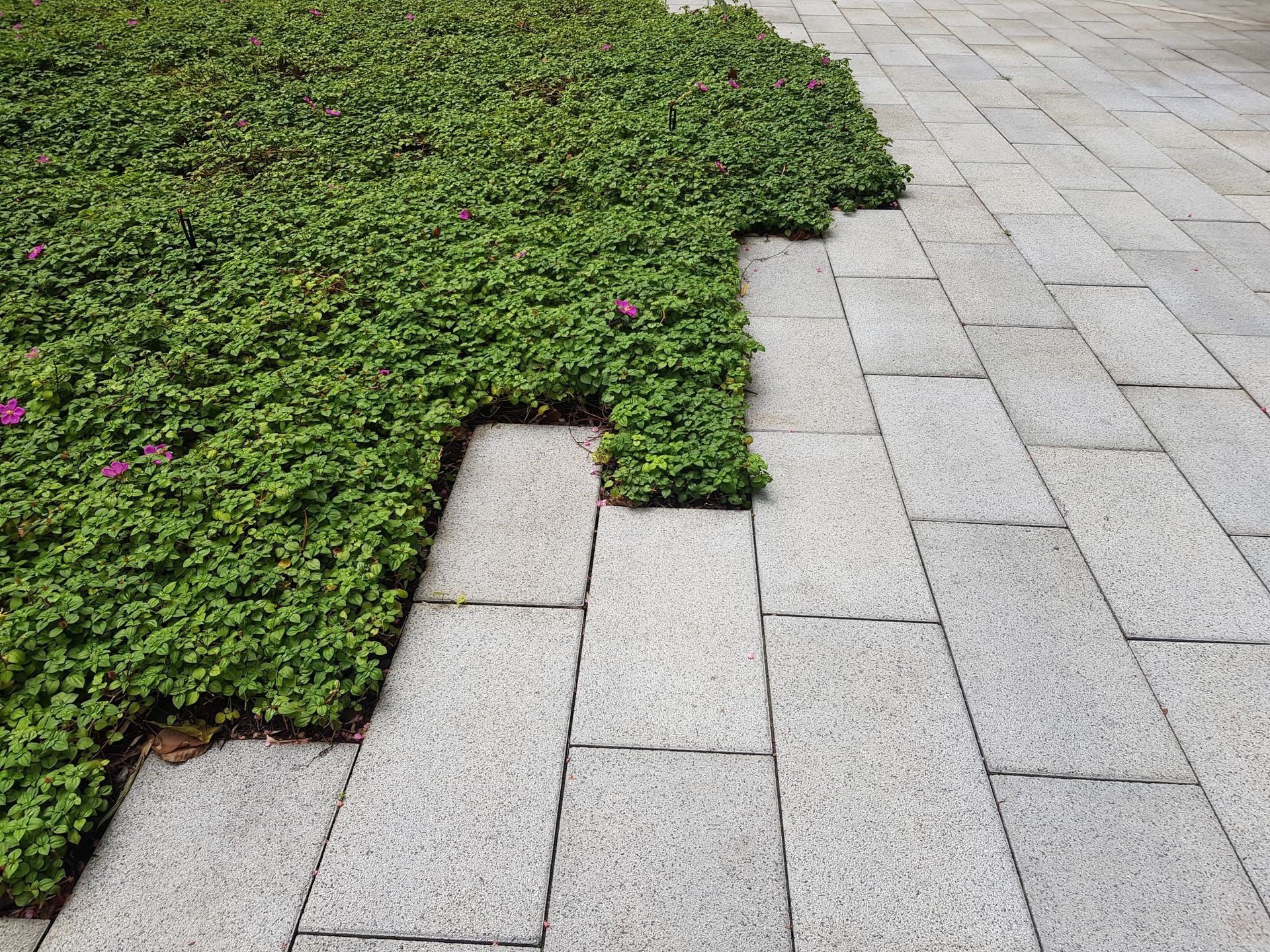 Green ground cover beside gray paving stones along a walkway