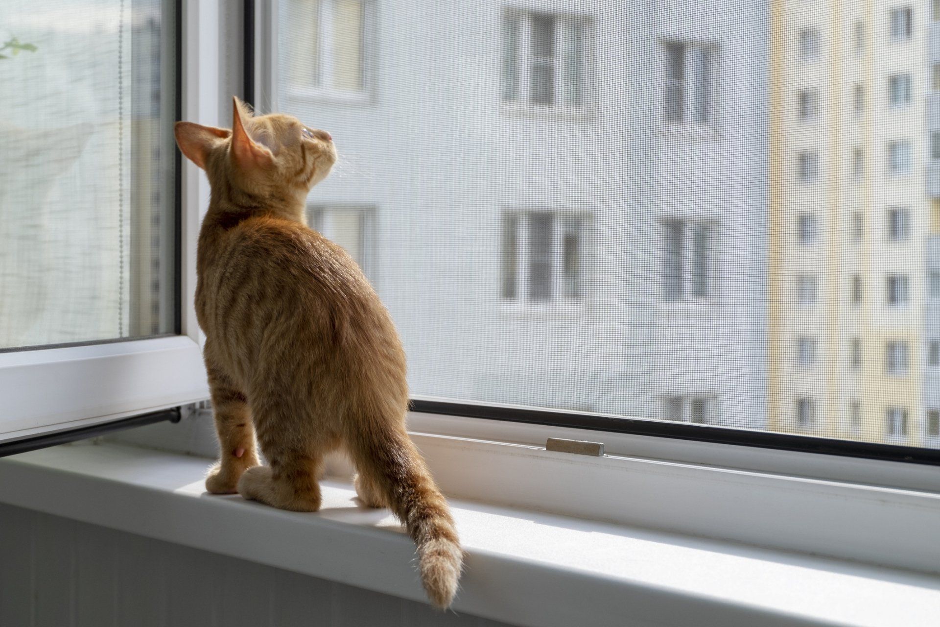 Un gattino tigrato arancione è seduto sul davanzale di una finestra e guarda fuori attraverso la zanzariera verso un vicino condominio.