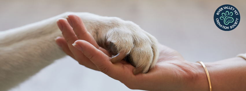 Human hand holding a pet paw