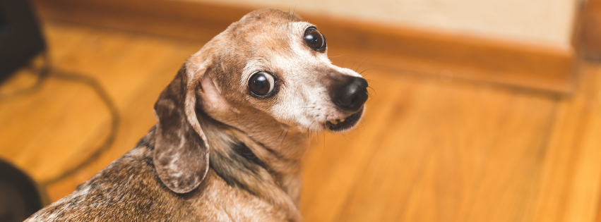 photo of a dog who looks like he has a question