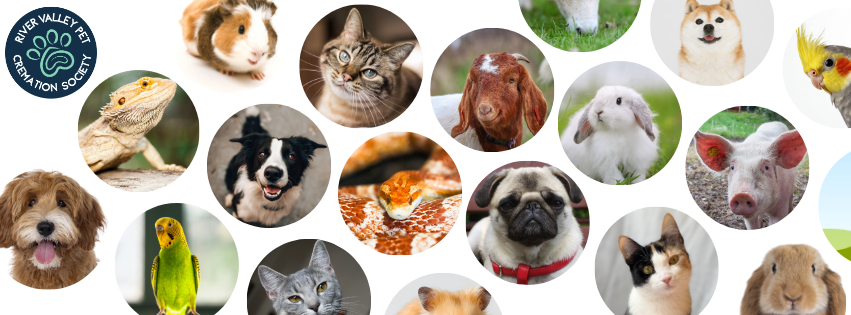 Photos of cats, dogs, pigs, rabbits, lizards, snakes, guinea pigs, birds