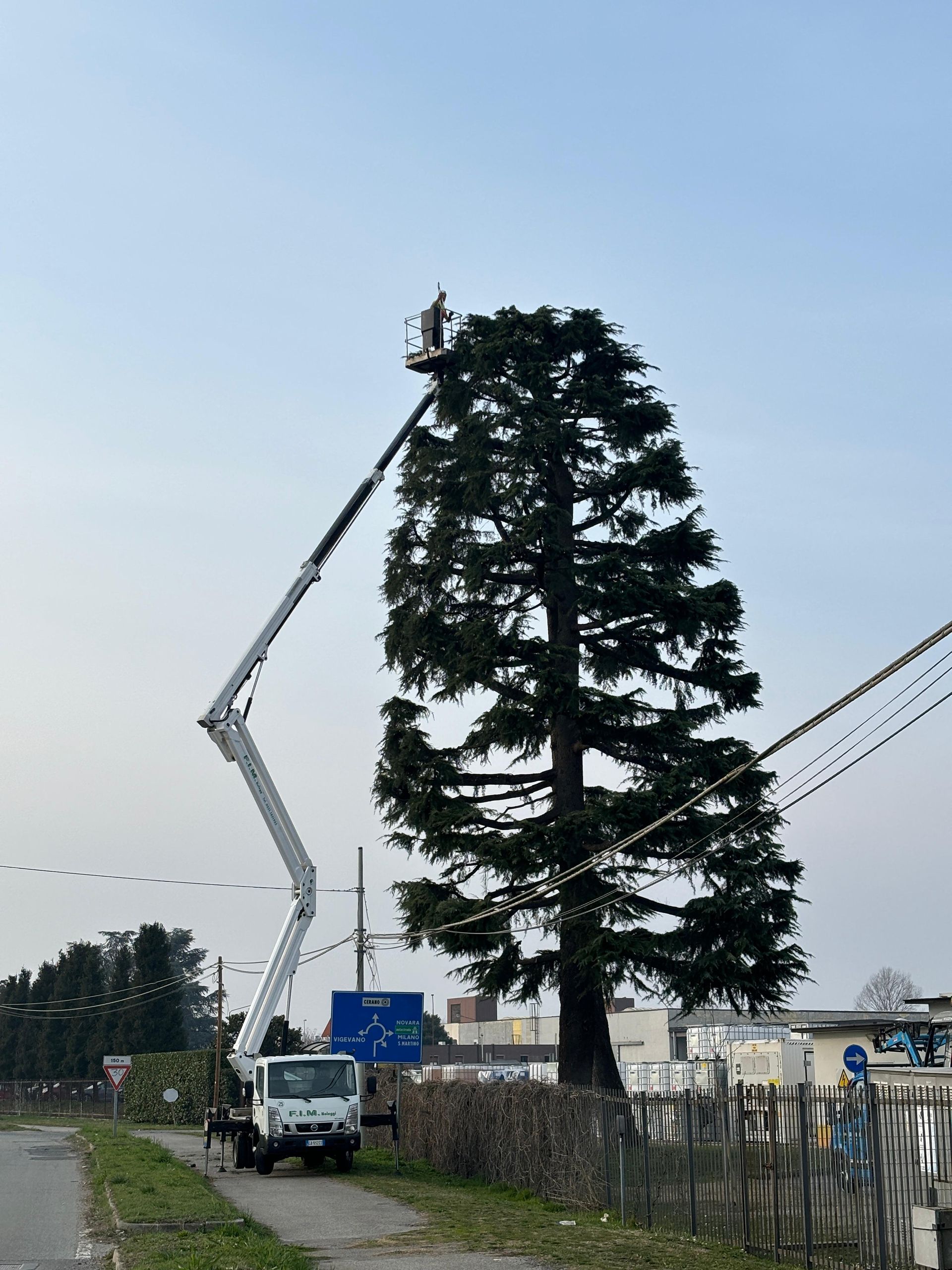potatura alberi a Novara