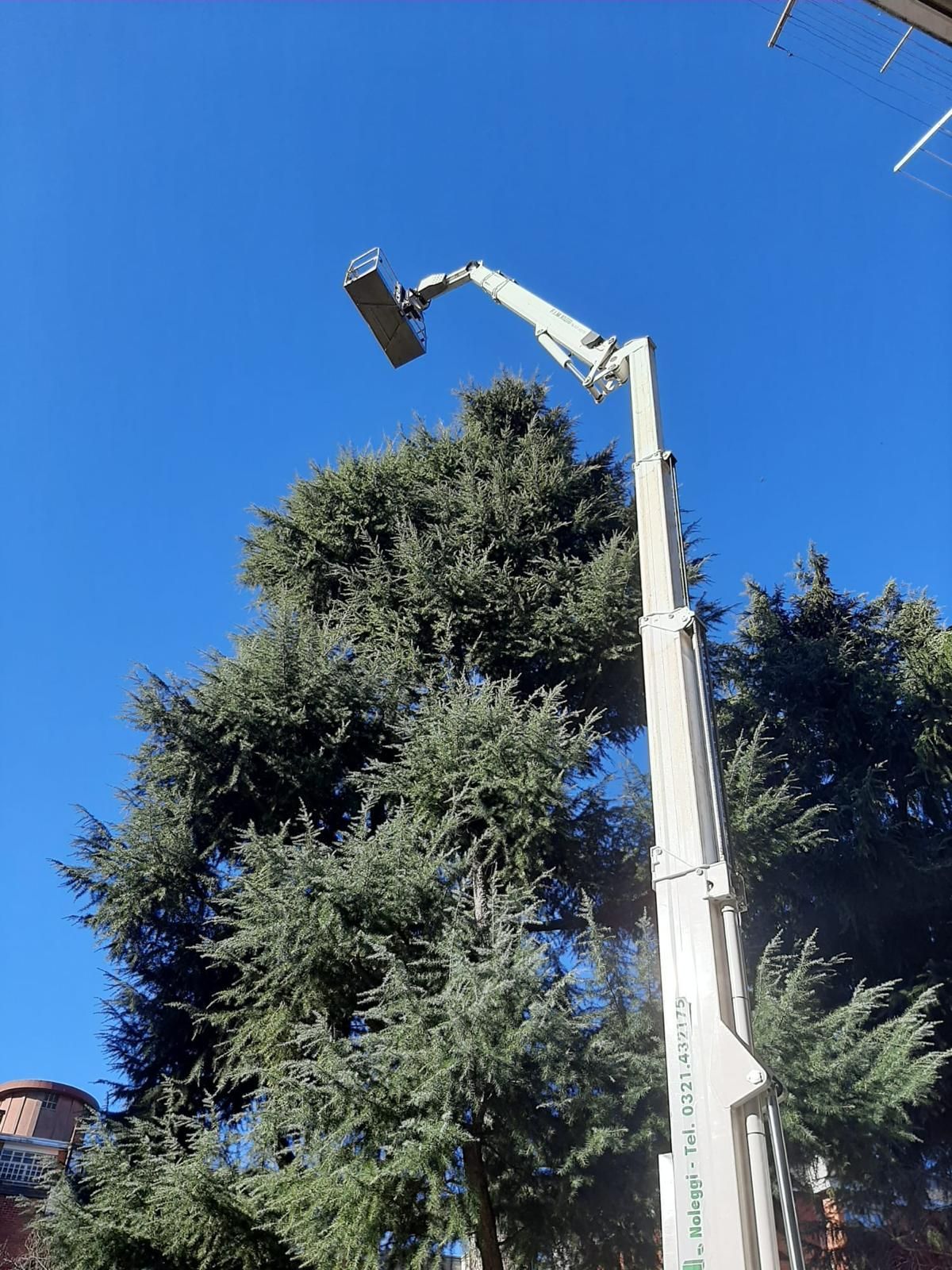 Potature e abbattimento alberi a Novara: esperti al tuo servizio