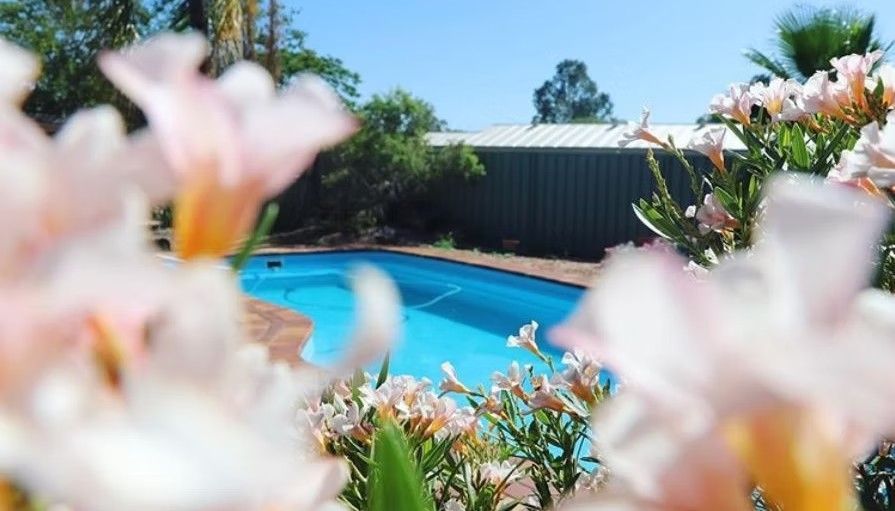 Blue backyard pool framed by pink flowers and greenery on a sunny day