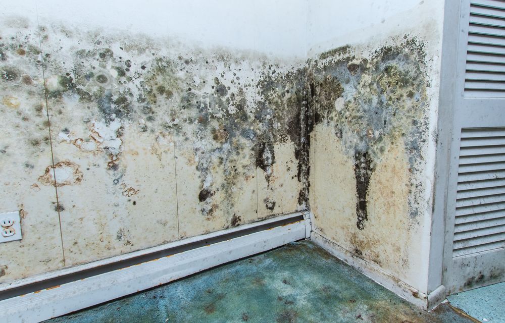 Mold-covered Wall Corner With Water Damage and Peeling Paint in a Damp Room — Southern Trade Services in Launceston, TAS
