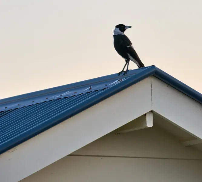 A Magpie Sitting on A Blue Corrugated Roof — Southern Trade Services in Hobart, TAS 