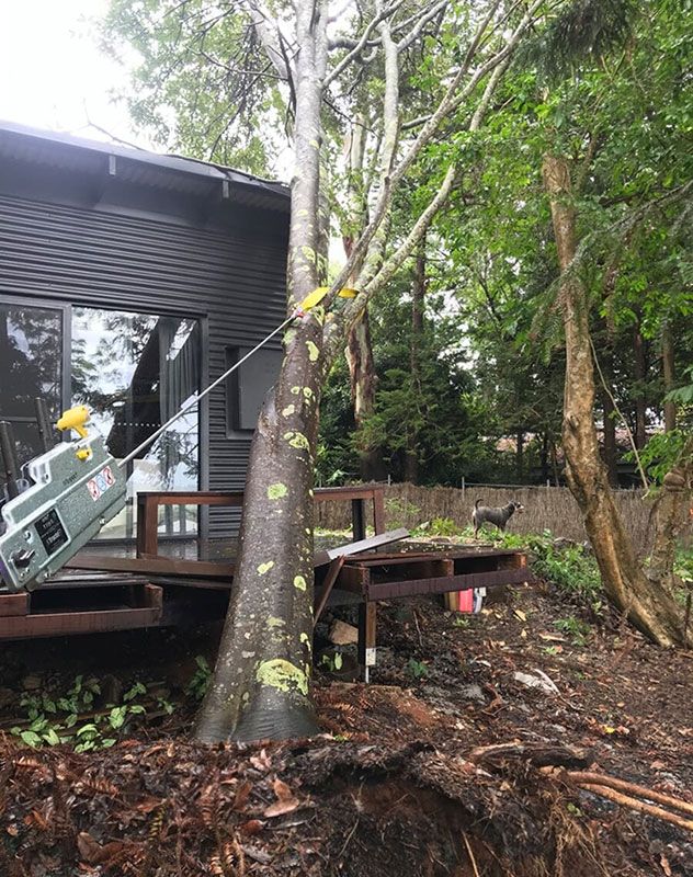 Who Is Responsible For Fallen Tree Removal On A Property Line?