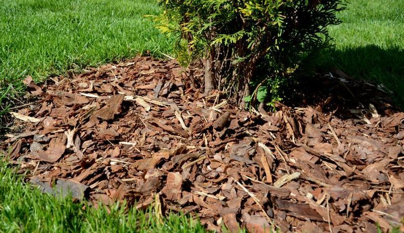 A Tree is Surrounded by Mulch in a Lush Green Yard — Tallow Tree Services Pty Ltd in Mullumbimby, NSW