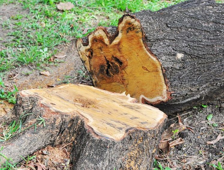 A Tree Stump Has Been Cut in Half and is Sitting on the Ground — Tallow Tree Services Pty Ltd in Kyogle, NSW