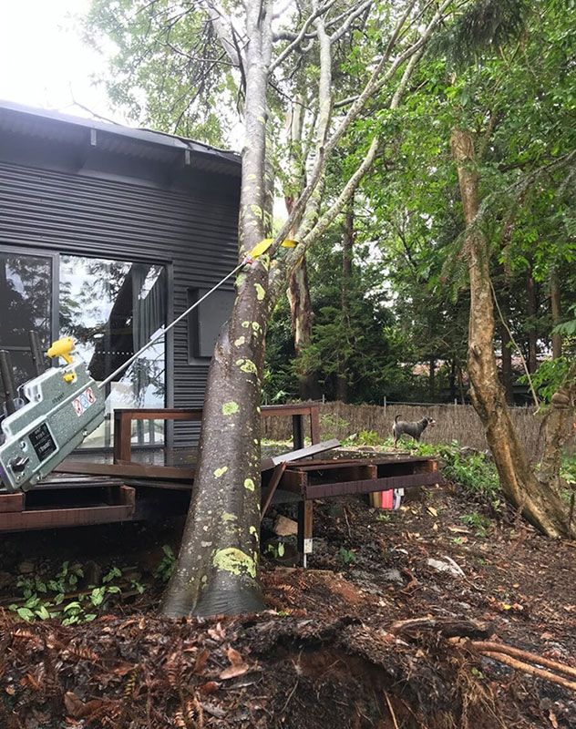 Fallen tree removal on a property — Tree Services Byron Bay