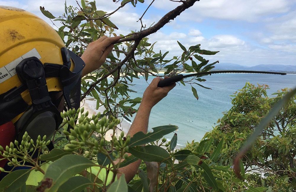 A person checking for tree hazards — Tree Services Byron Bay
