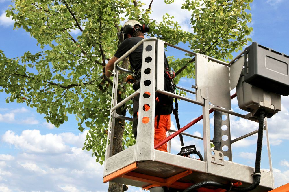 A Man is Standing in a Lift Cutting a Tree — Tallow Tree Services Pty Ltd in Kyogle, NSW