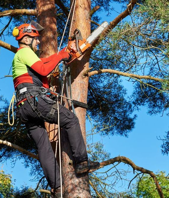 A Man is Cutting a Tree With a Chainsaw — Tallow Tree Services Pty Ltd in Evans Head, NSW