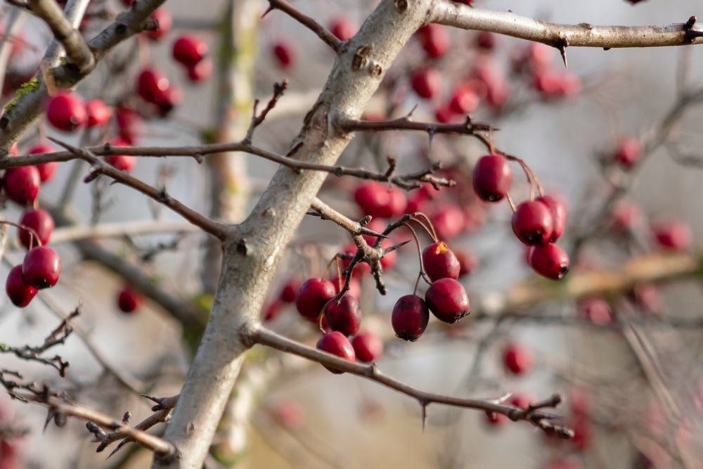 A Ripe Hawthorn — Tree Services Byron Bay
