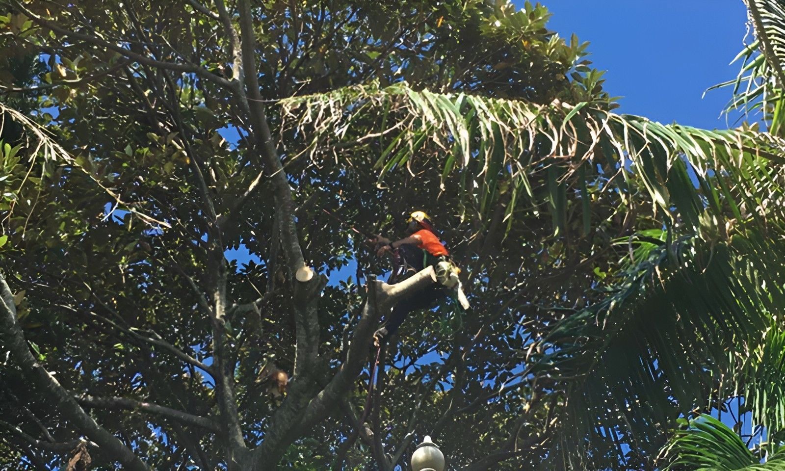 Professional Tree Pruning Cost Explained