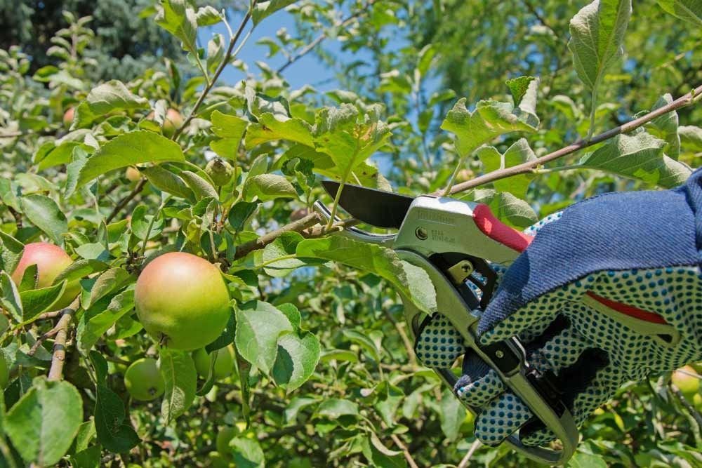 Pruning Fruit Tree — Tree Services Byron Bay